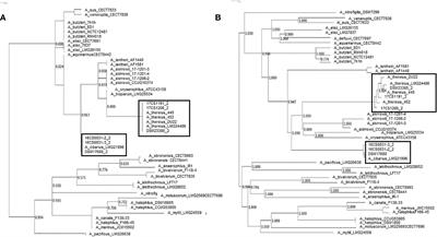 Antimicrobial Susceptibility and Genomic Analysis of Aliarcobacter cibarius and Aliarcobacter thereius, Two Rarely Detected Aliarcobacter Species